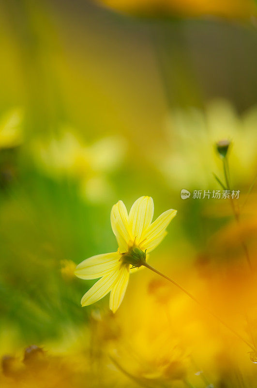 Coreopsis verticillata -“月光”